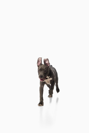 Energetic pitbull puppy running forward on white background with excited emotion. Concept of veterinary health, animal agility, domestic play, training, wellness and family life.の写真素材