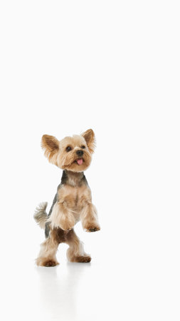 Yorkie dog standing upright with tongue out. Concept of obedience training, pet talent, playful character, family lifestyle, and domestic cuteness.の写真素材