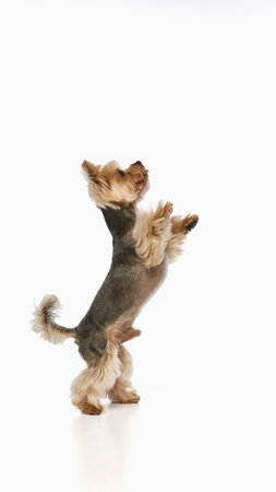 Yorkie dog captured mid-jump with front paws raised high in studio setting, showing excitement and motion. Concept of energy, pet activity, agility, playful lifestyle, and cute domestic moments.の写真素材
