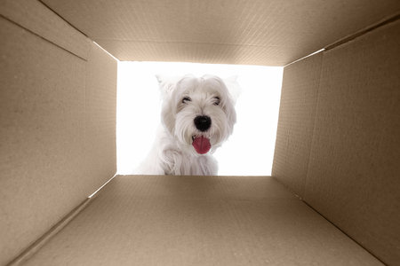 Curious white dog looking inside cardboard box with playful expression. Concept of surprise, exploration, and curiosity for pet advertising, packaging, and social media design.の写真素材