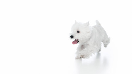 Running white dog with open mouth full of excitement. Concept of motion, play, and energy for...
