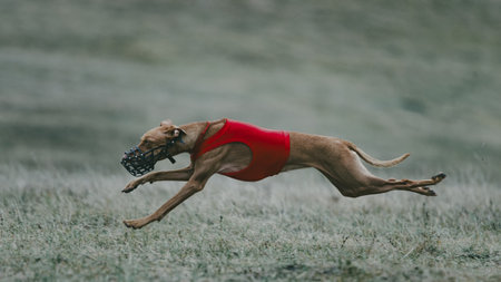 Athletic lure coursing greyhound in red vest running at full stride on open field. Concept of strength, motion analysis, and competitive drive in canine sports and outdoor photography.の写真素材