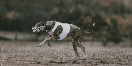 Greyhound in white lure coursing vest running full stride across open field. Concept of athletic elegance, motion, and stamina for outdoor sport, racing, and editorial visuals.の写真素材