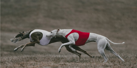 Pair of racing greyhounds in synchronized motion wearing sport vests. Concept of coordination, competitive energy, animal performance, and lure coursing sports photography.の写真素材