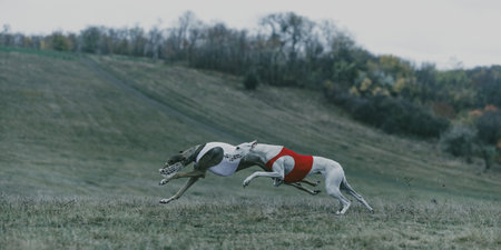 Two athletic dogs in red and white vests racing on green hill. Concept of lure coursing training, animal fitness, agility sports, teamwork, and outdoor endurance event photography.の写真素材