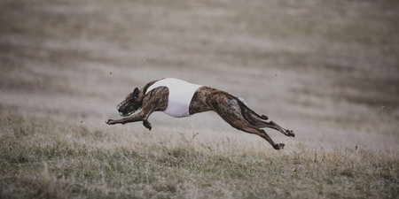 Brindle greyhound mid-air leap during high-speed lure coursing race. Concept of peak athletic motion, animal instinct, timing precision, and outdoor sport energy.の写真素材