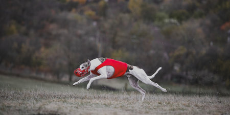 White greyhound sprinting through autumn field wearing red vest. Concept of field racing, animal power, motion instinct, and agility competition photography.の写真素材