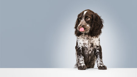 Dog portrait in studio licking nose with curious expression on pastel background, suitable for pet food branding, nutrition campaigns and animal product advertising visuals.の写真素材
