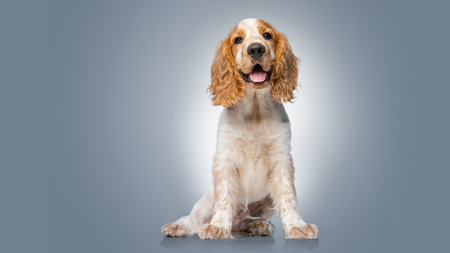 English cocker spaniel dog sitting in studio portrait with friendly attentive expression, ideal for...