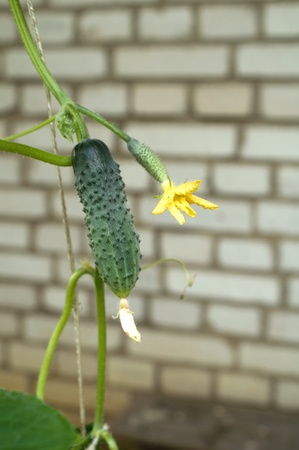 Cucumber growing on a vine in a rural green house の写真素材
