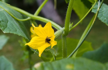 Cucumber growing on a vine in a rural green house の写真素材