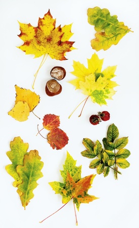 Autumn leaves isolated on white backgroundの写真素材