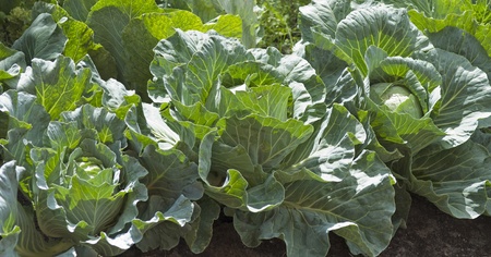 Cabbage heads growing on the vegetable bed の写真素材
