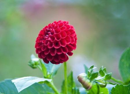 Red dahlias with shallow depth of field の写真素材