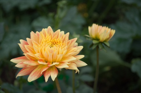Dahlia flower growing in the garden の写真素材