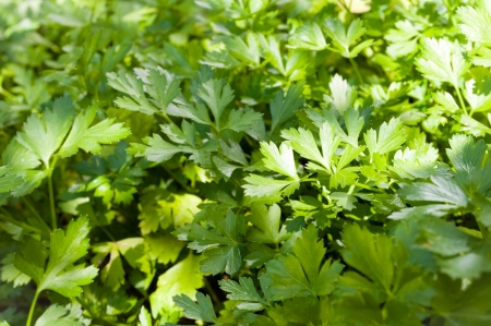 Fresh parsley の写真素材