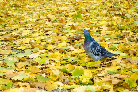 One dove on the carpet of autumn leavesの写真素材