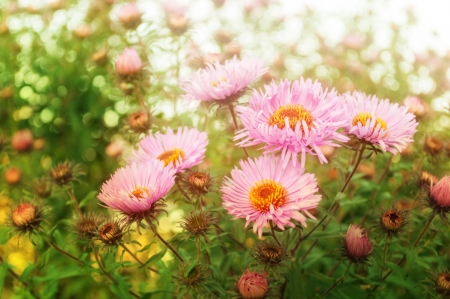 pink autumn flowers  Short depth-of-fieldの写真素材