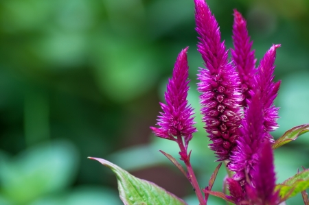 Celosia argentea also known as Plumed Cockscomb flowerbed 