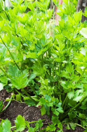 Celery plant  celery leaves growing in the garden の写真素材