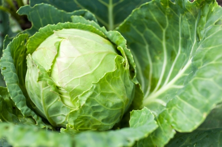 cabbage head growing on the vegetable bed の写真素材