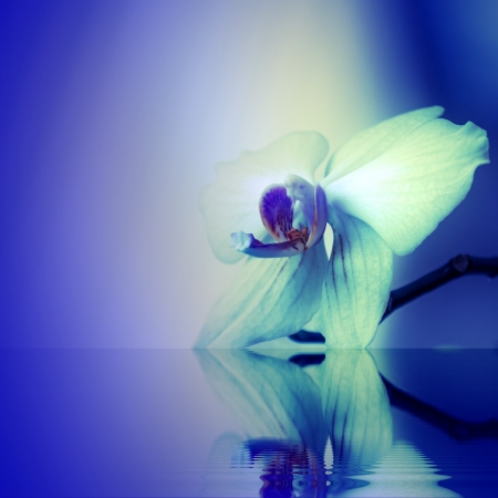 orchid flowersの写真素材