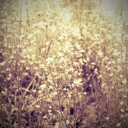 background with flowers in the gardenの写真素材