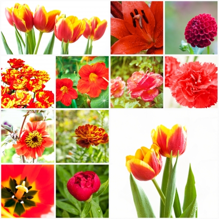 Set of flowersの写真素材