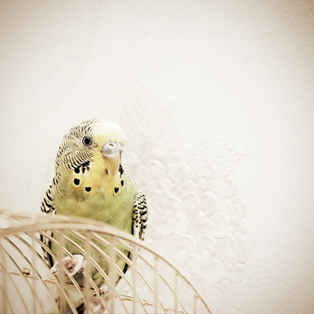 A green domestic budgie sitting with his toy friend. 
budgie pecks grains
budgie cleans feathersの写真素材