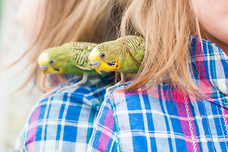 Parrot on the shoulder of the child