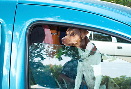 Dog in carの写真素材