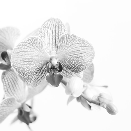 Orchid flower  Black   Whiteの写真素材