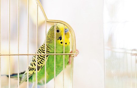 Budgerigar  Melopsittacus undulatus  is a small parrot occurring in Australia の写真素材