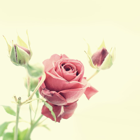 Red Rose vintage photoの写真素材