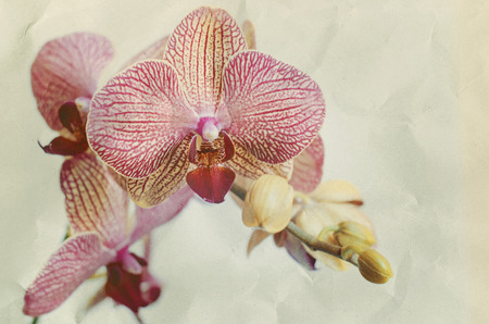 Orchid flower の写真素材