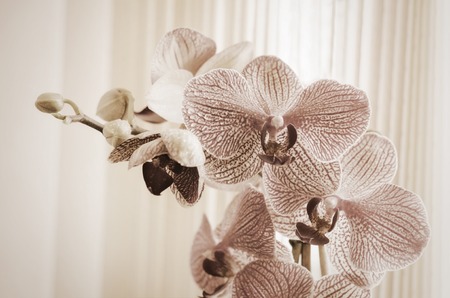 Beautiful blooming orchid isolated on whiteの写真素材