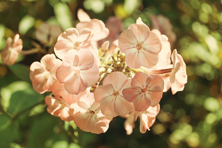 Flowers phlox in garden on vintage photoの写真素材