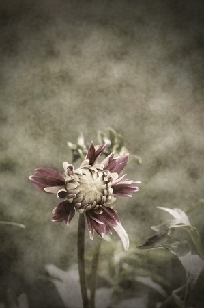 Beautiful of Purple Garden Dahlia flower blossom in the parkの写真素材