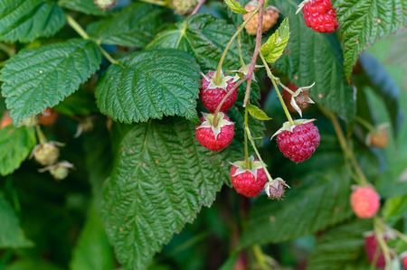 Ripe raspberry in the fruit garden