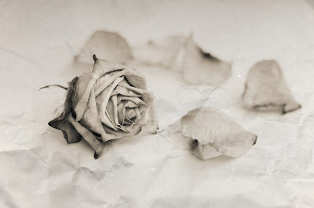 Withered rose. Sepia