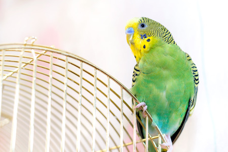 Green Budgerigar (domestic budgie)