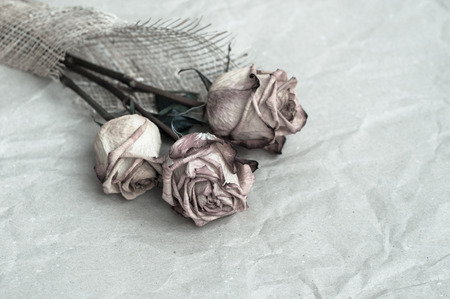 Fading rose.の写真素材