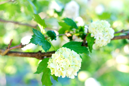 White flowers viburnumの写真素材