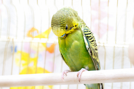 Green domestic budgie