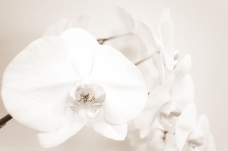 Sepia background with orchid flowersの写真素材