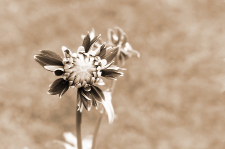 Blooming dahlia bud.  Sepiaの写真素材