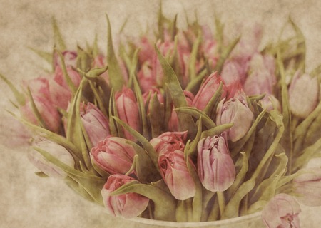 beautiful  tulip flowersの写真素材