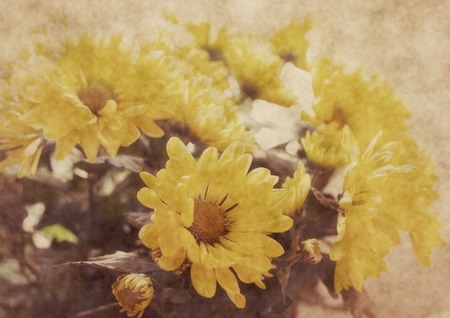 beautiful chrysanthemum flowersの写真素材