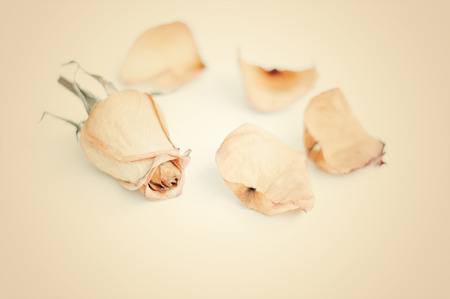 Dead white rose, Short depth-of-fieldの写真素材