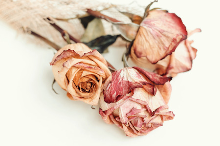 Fading rose.の写真素材